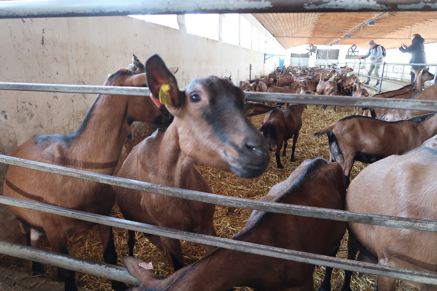 Музеї, сири та вино. Куди вирушити під Києвом для дегустацій та занурення в місцеву культуру